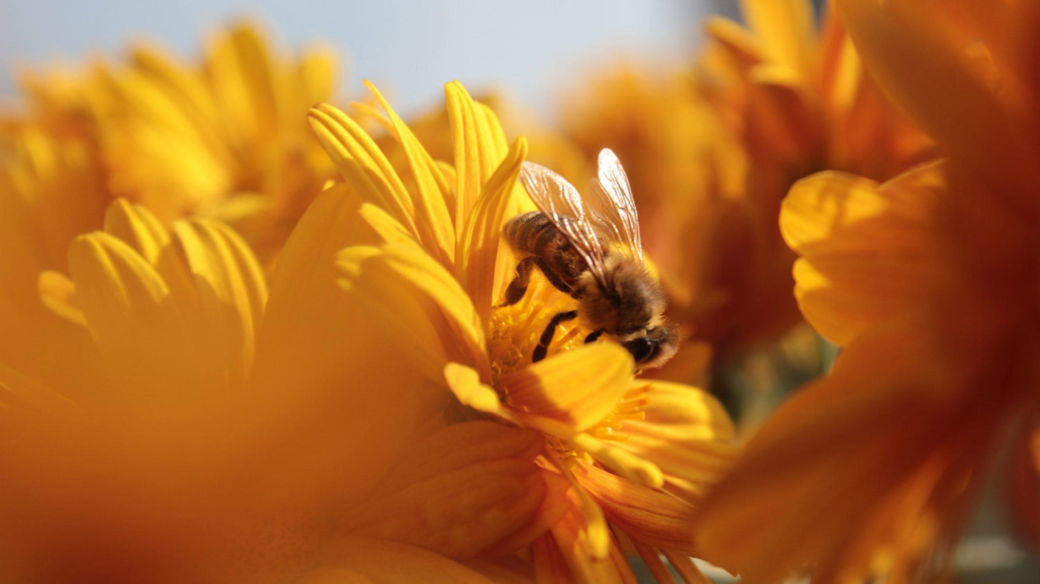 abeille butine fleur